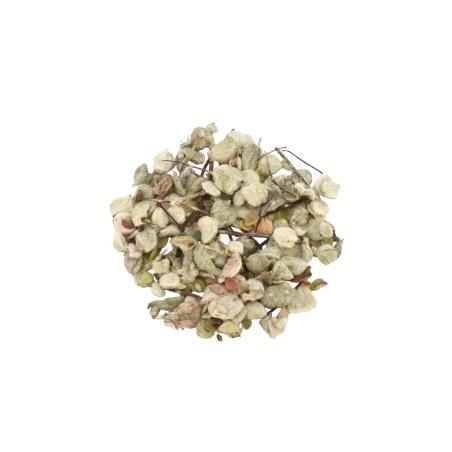 Dictame de Crète BIO (Origanum dictamnus) en vrac de 50 g