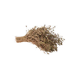 Thym de Crète crétois en branche (environ 50 g) en vrac