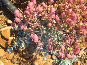 Dictame de Crte (Origanum dictamnus): Lherbe divin de Crte