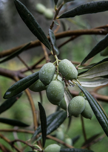 Huile d'olive extra vierge BIO de la variété Tsounati à haute teneur en phénols EFKRATO 250 ml