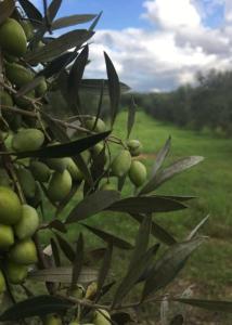 Huile d’olive ASOPOS GROVES 0,2 Polyphénols ÉDITION LIMITÉE IGP LACONIE