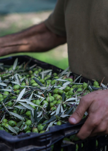 Huile d'olive extra vierge BIO de la variété Tsounati à haute teneur en phénols EFKRATO 500 ml