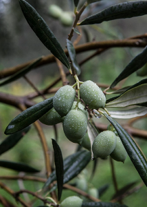 Huile d'olive extra vierge BIO de la variété Tsounati à haute teneur en phénols EFKRATO 500 ml