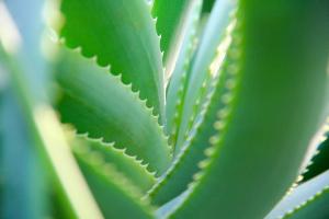 LAloe Vera au fil des sicles