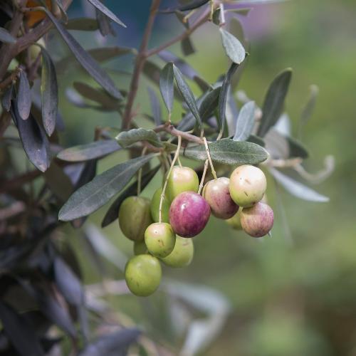  La rcolte doliviers en Crte et la recette de tiganitus 