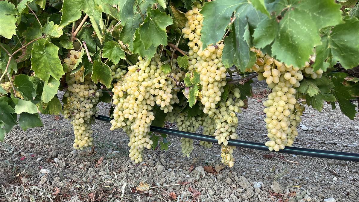 Grappes de sultanine sur la vigne, Domaine Agrimanakis