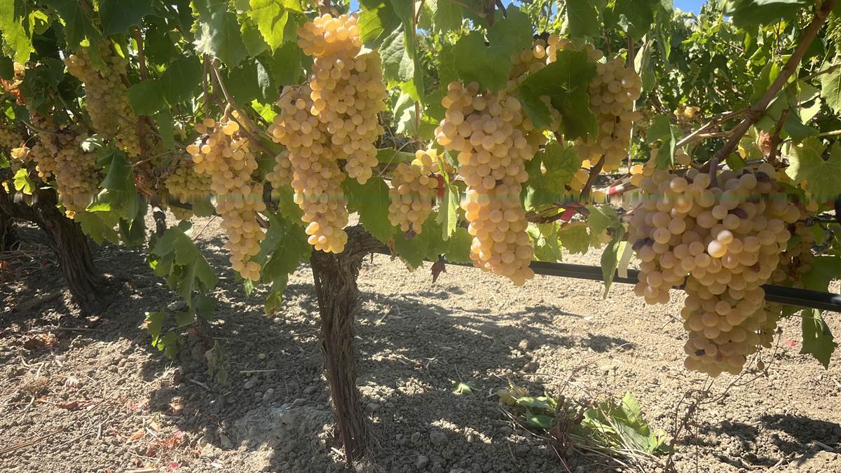 Raisin blond mûr sur le cep
