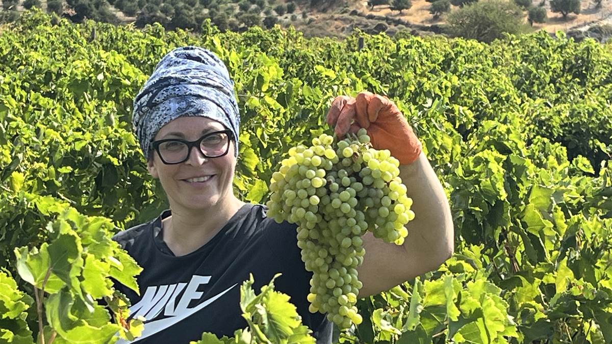 Une grappe de sultanine à peine coupée, dans la vigne