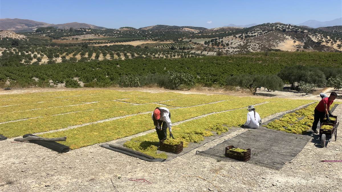 Raisins étalés au soleil, à même le champ