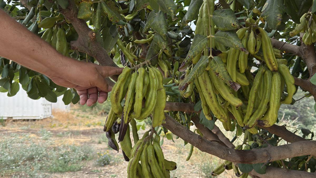Une main attrape une grappe de gousses de caroube sur l'arbre