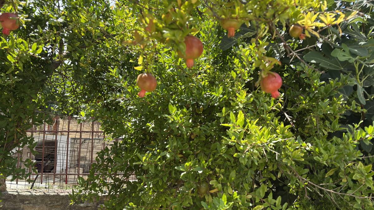 Grenades sur l'arbre, dans le village d'Argyroúpoli