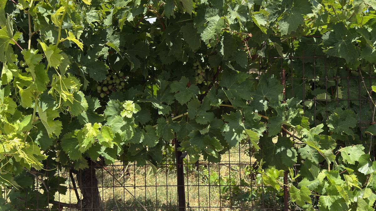 Une treille de vigne et son ombre, à Argyroúpoli