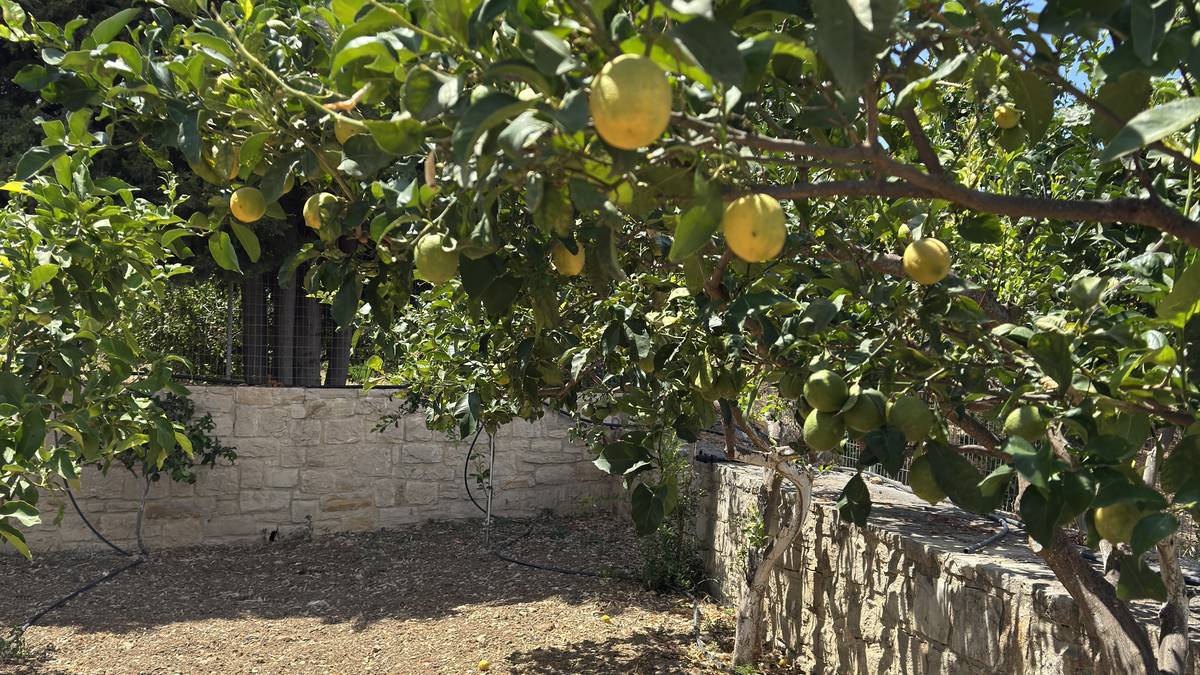 Citronnier chargé de fruits dans le village d'Argyroúpoli