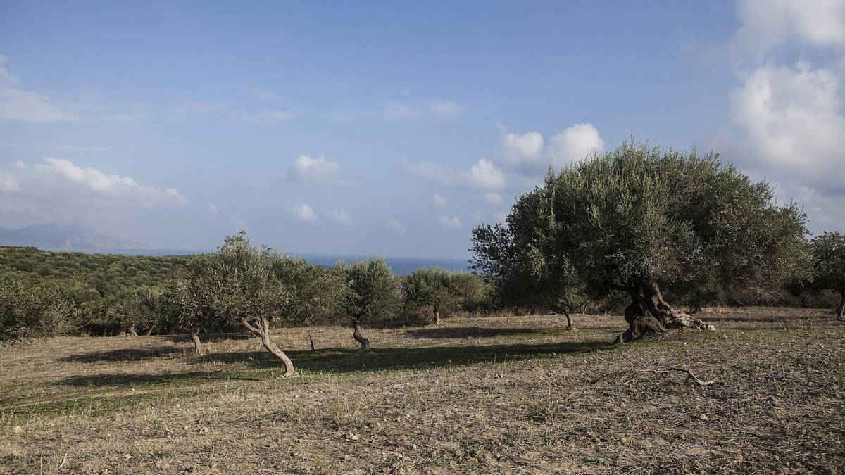 Une oliveraie d'Efkrato face à la mer, près d'Episkopi, Réthymnon