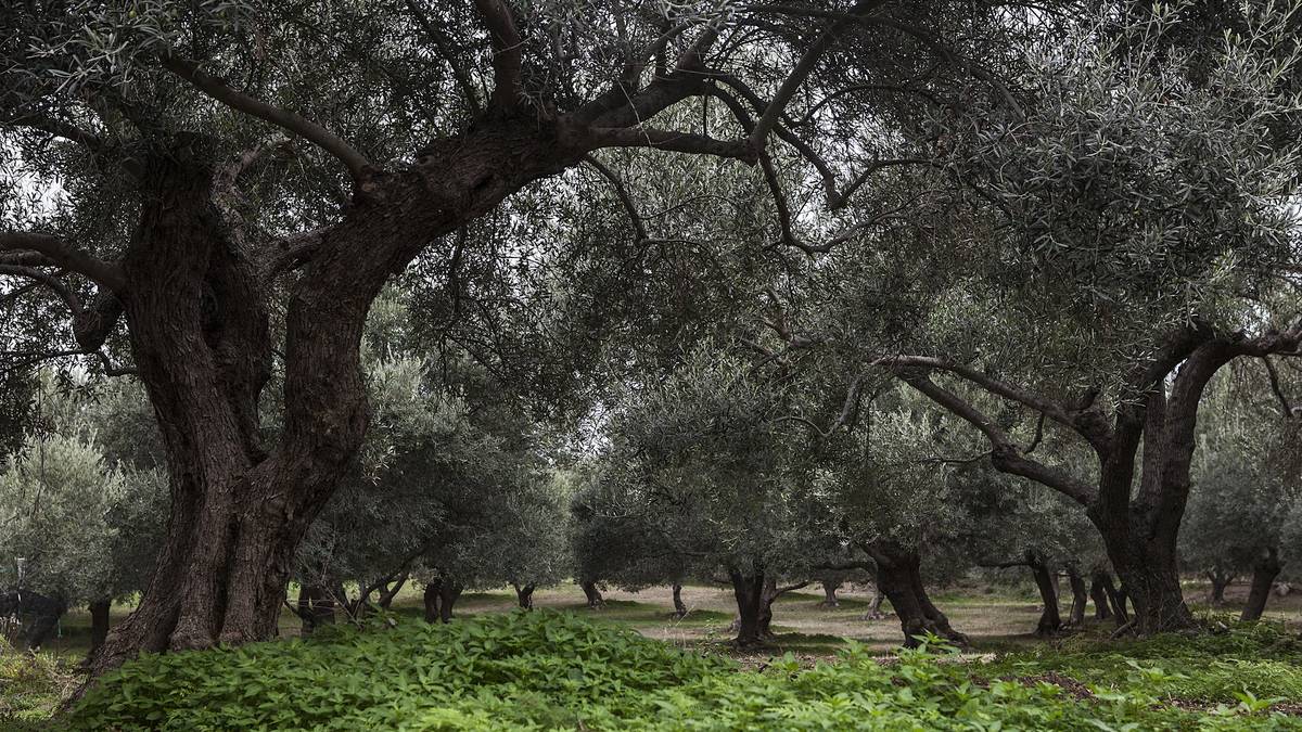 Oliviers de tsounáti dans une oliveraie d'Efkrato
