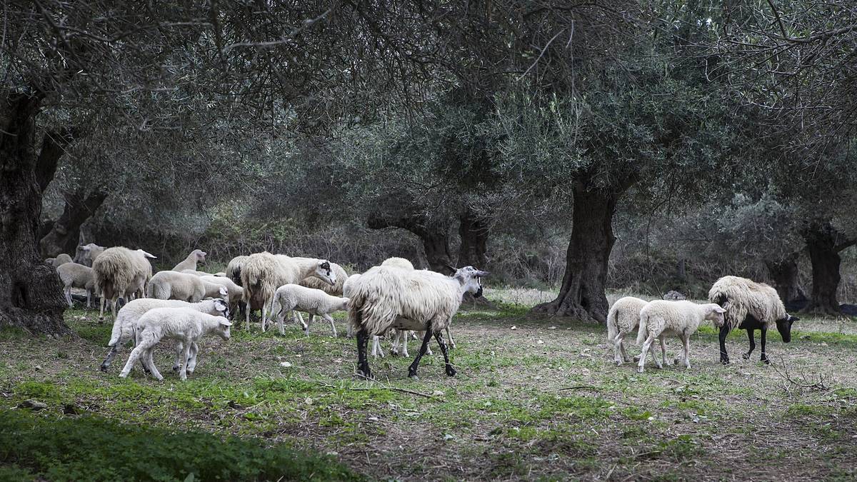 Quelques moutons sous les oliviers