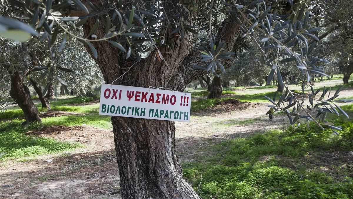 Pancarte en grec sur un olivier : pas de pulvérisation, production biologique