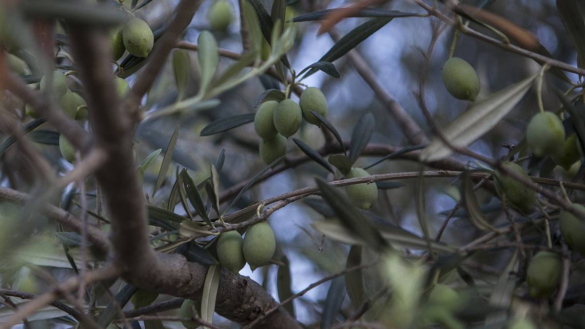 Olives de tsounáti encore vertes sur la branche