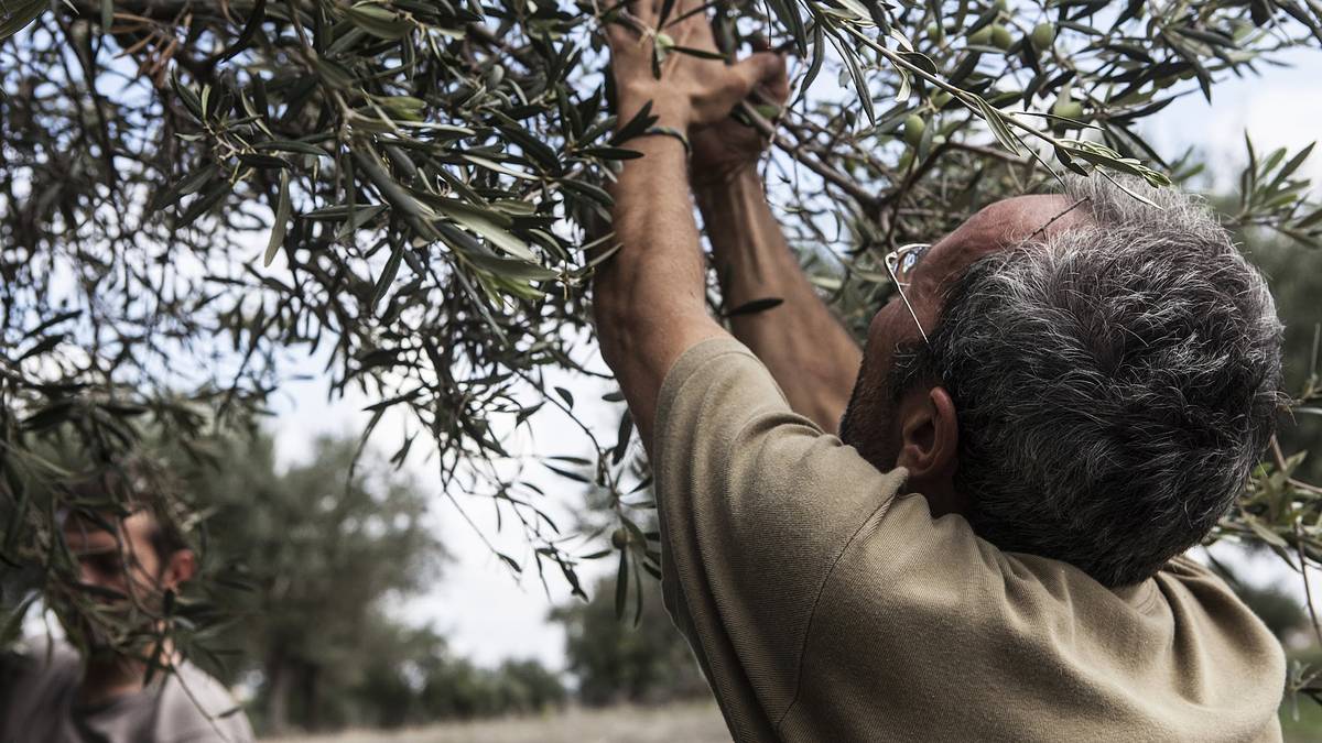 La récolte des olives en octobre dans l'oliveraie