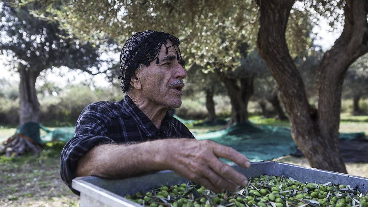 Le tri des olives à la main sur la table de tri, sous les oliviers