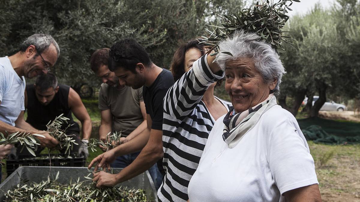 Plusieurs personnes trient les olives dans l'oliveraie