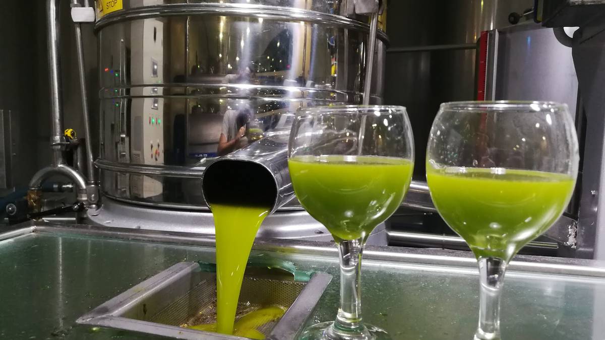 L'huile verte qui coule au moulin, quelques heures après la récolte